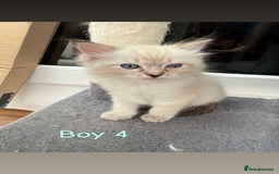 Ragdoll cats for sale: *STUNNING* litter of full ragdoll kittens  - Image 8