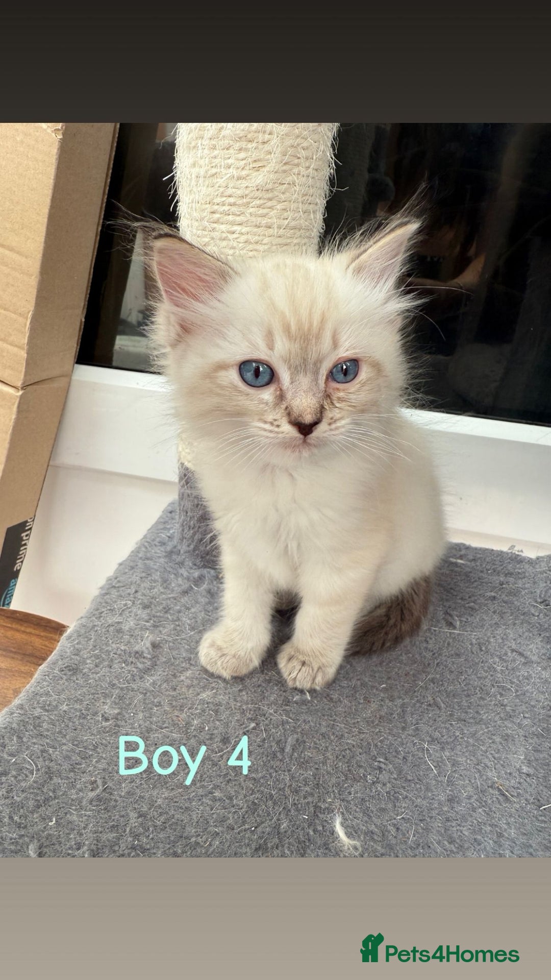 Ragdoll cats for sale: *STUNNING* litter of full ragdoll kittens  - Image 8