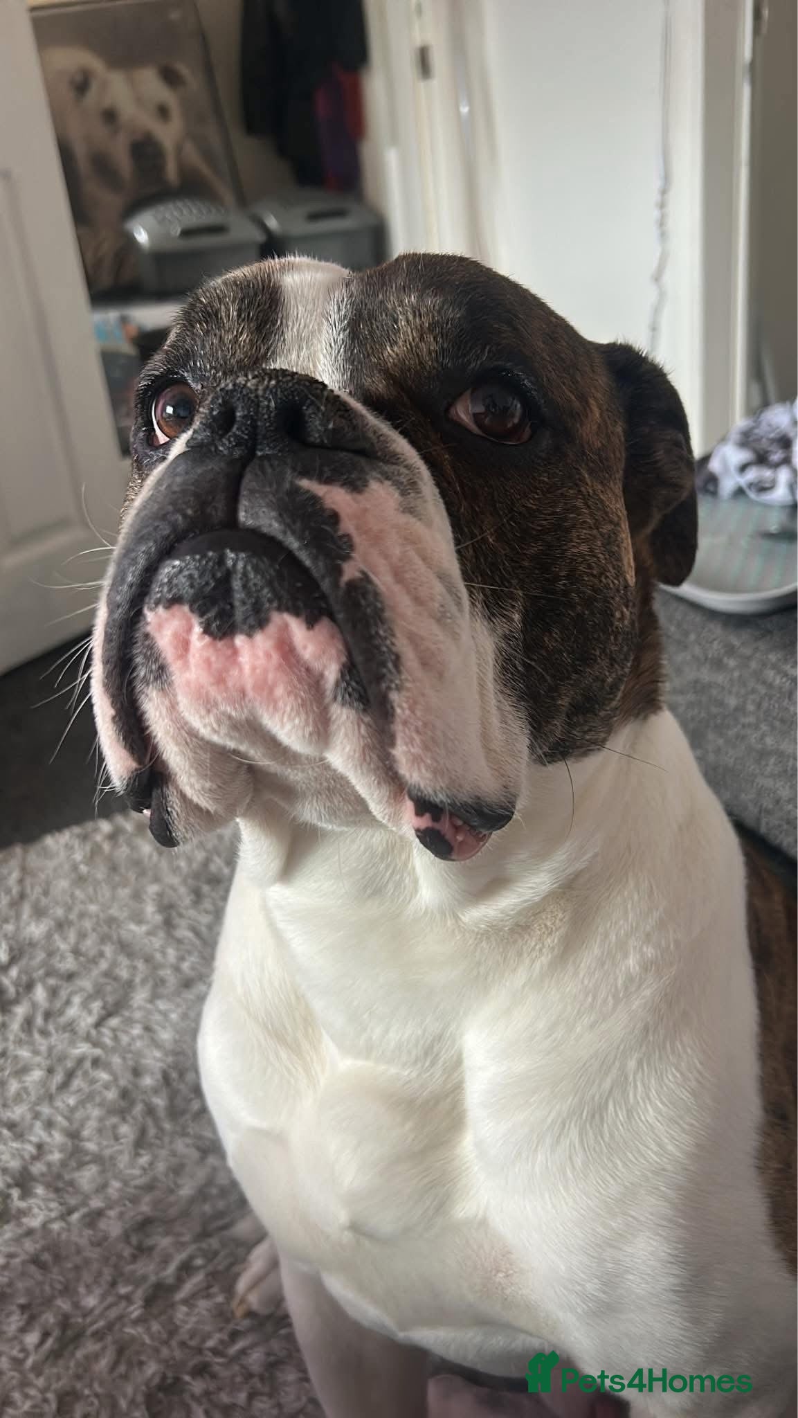 Mixed Breed dogs Boxer  - Advert 3