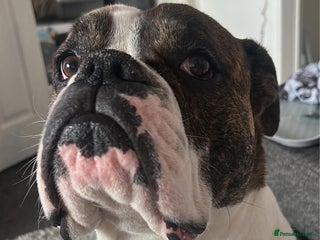 Mixed Breed dogs Boxer - Advert 11