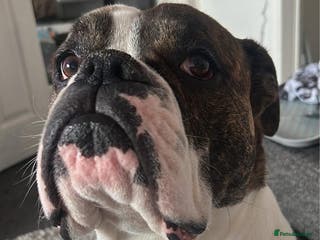 Mixed Breed dogs Boxer - Advert 8