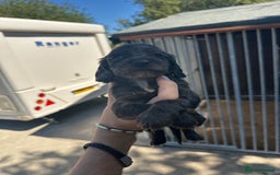 Cocker Spaniel dogs for sale: Rare cocker spaniels - Image 3