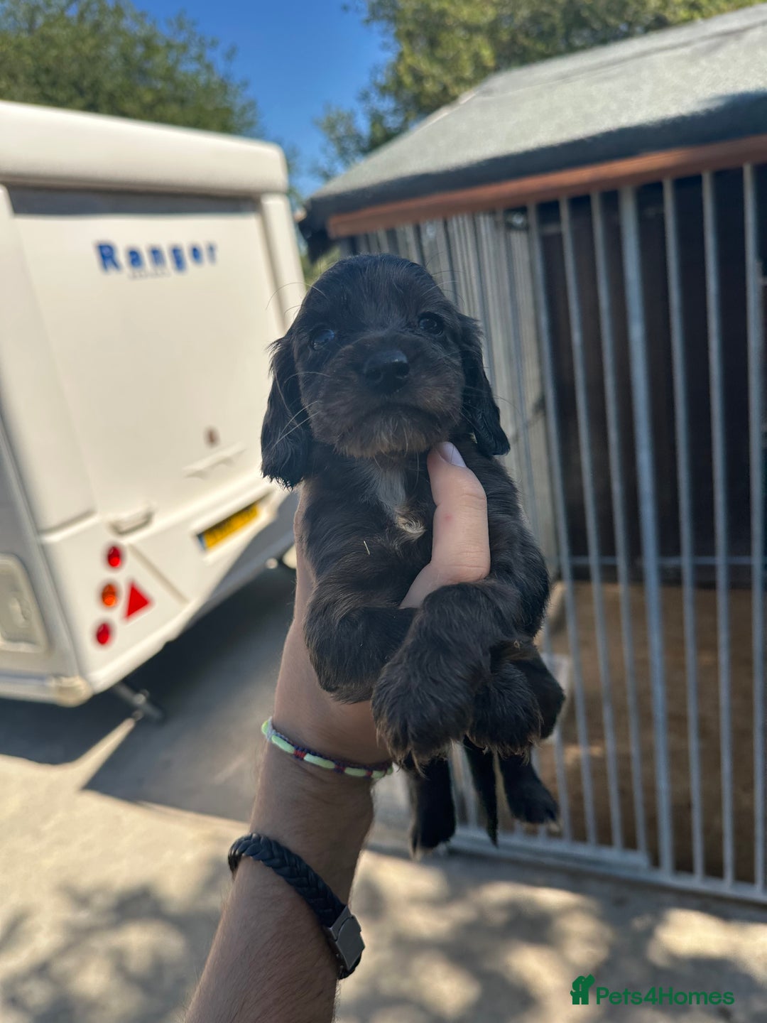 Cocker Spaniel dogs for sale: Rare cocker spaniels - Image 3