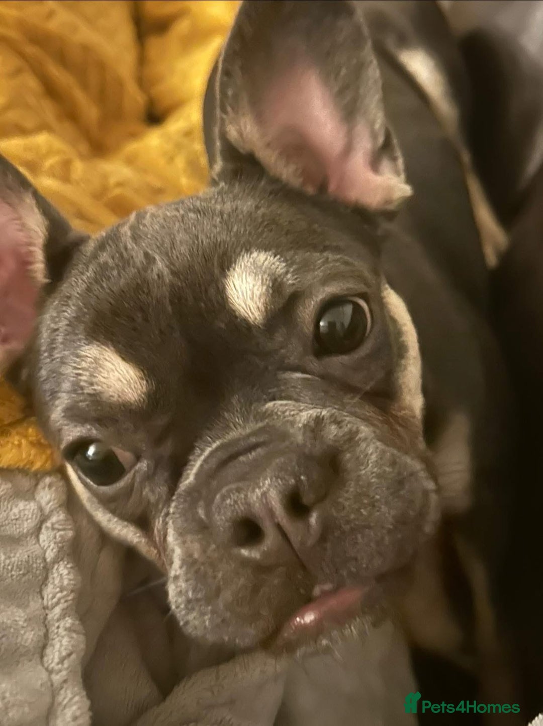 French Bulldog dogs for sale: French Bulldog - Advert 1