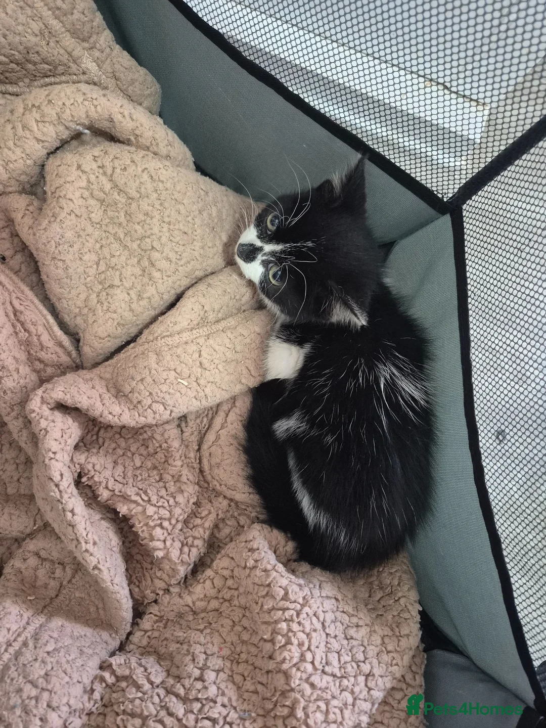 Mixed Breed cats for sale: 9 week old female kitten - Advert 5