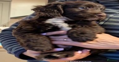 Cockapoo dogs F1 Cockapoo last boy READY NOW  - Advert 1