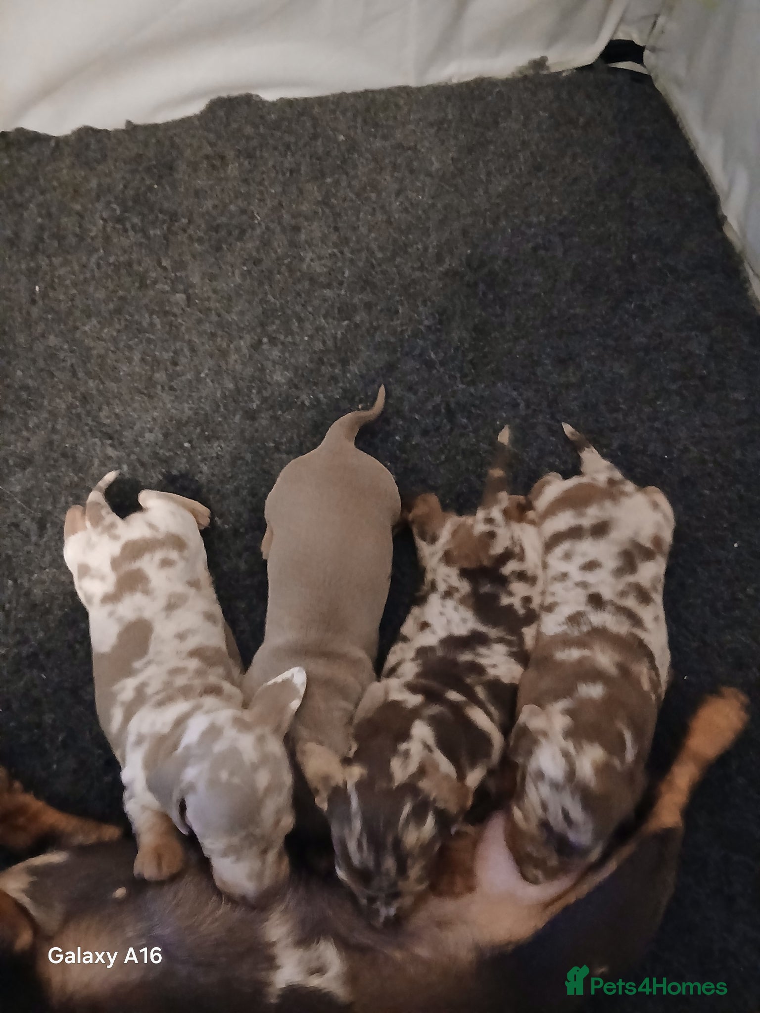 Miniature Dachshund dogs Miniature daschund 3 girls 1 boy ready 25/06/26 - Advert 1