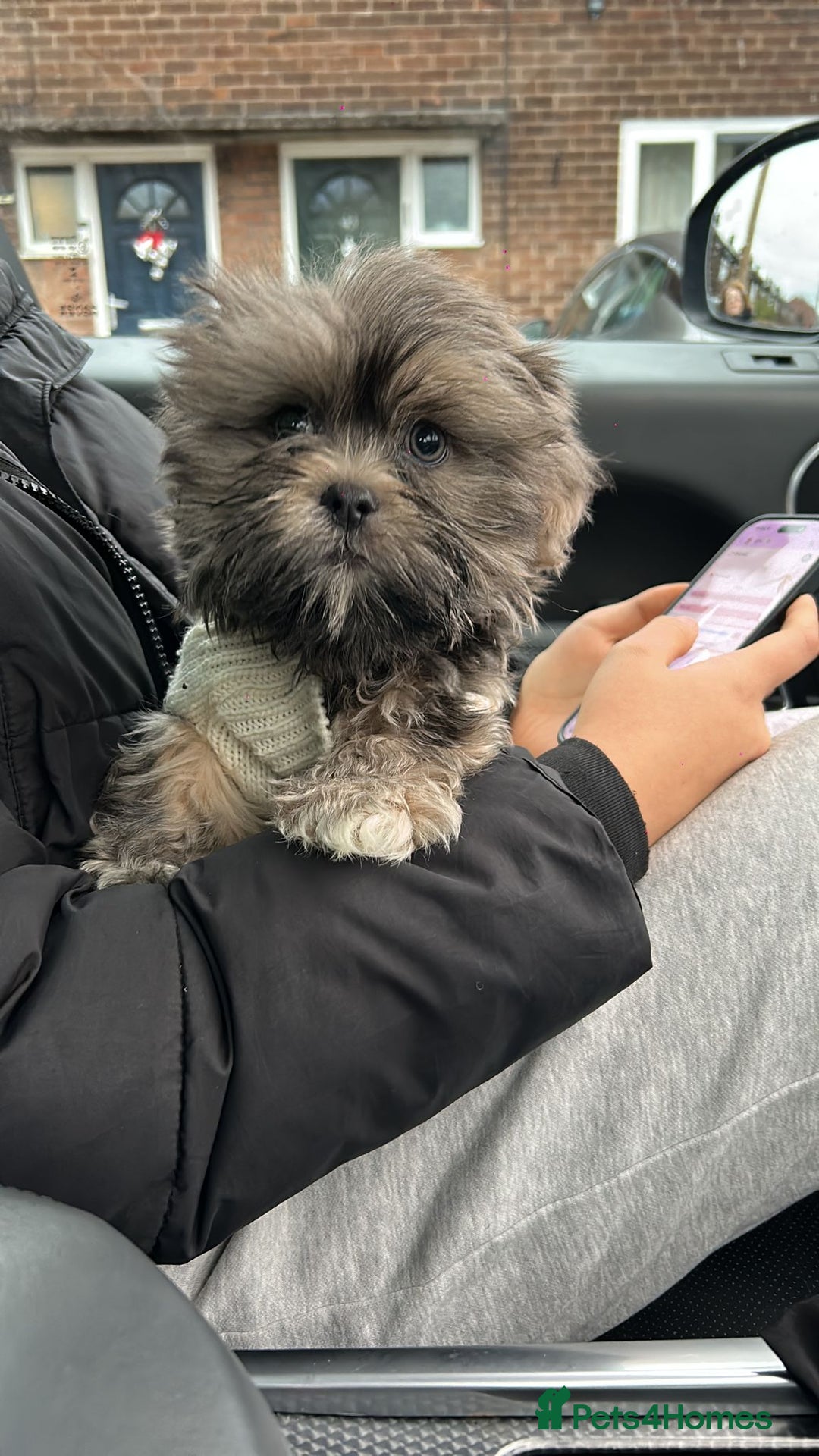 Shih Tzu dogs for sale: SHIT TZU grey puppy - Advert 13