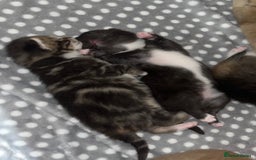British Shorthair cats for sale: 5 beautiful British shorthair kittens - Image 10