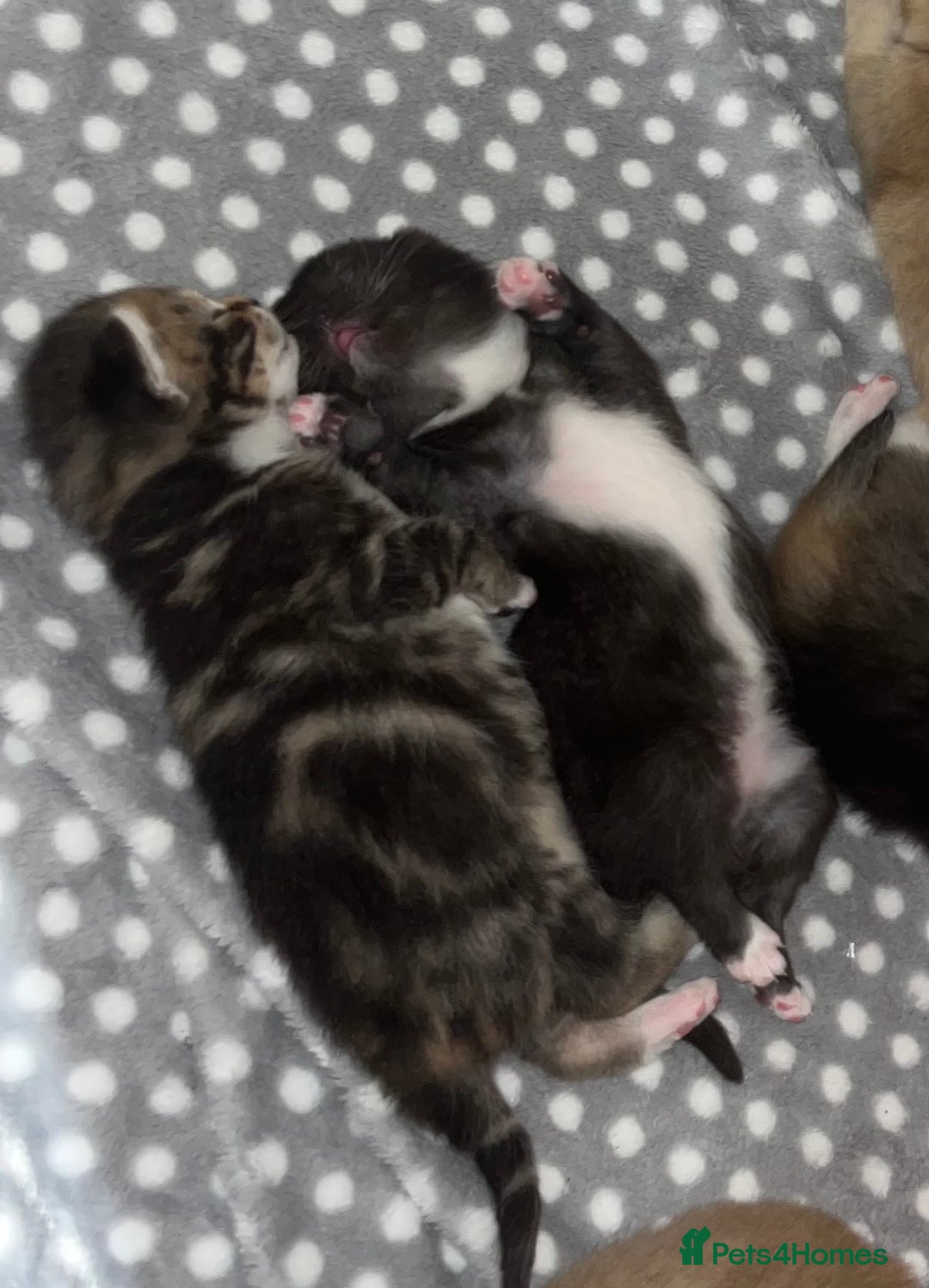 British Shorthair cats for sale: 5 beautiful British shorthair kittens - Image 10