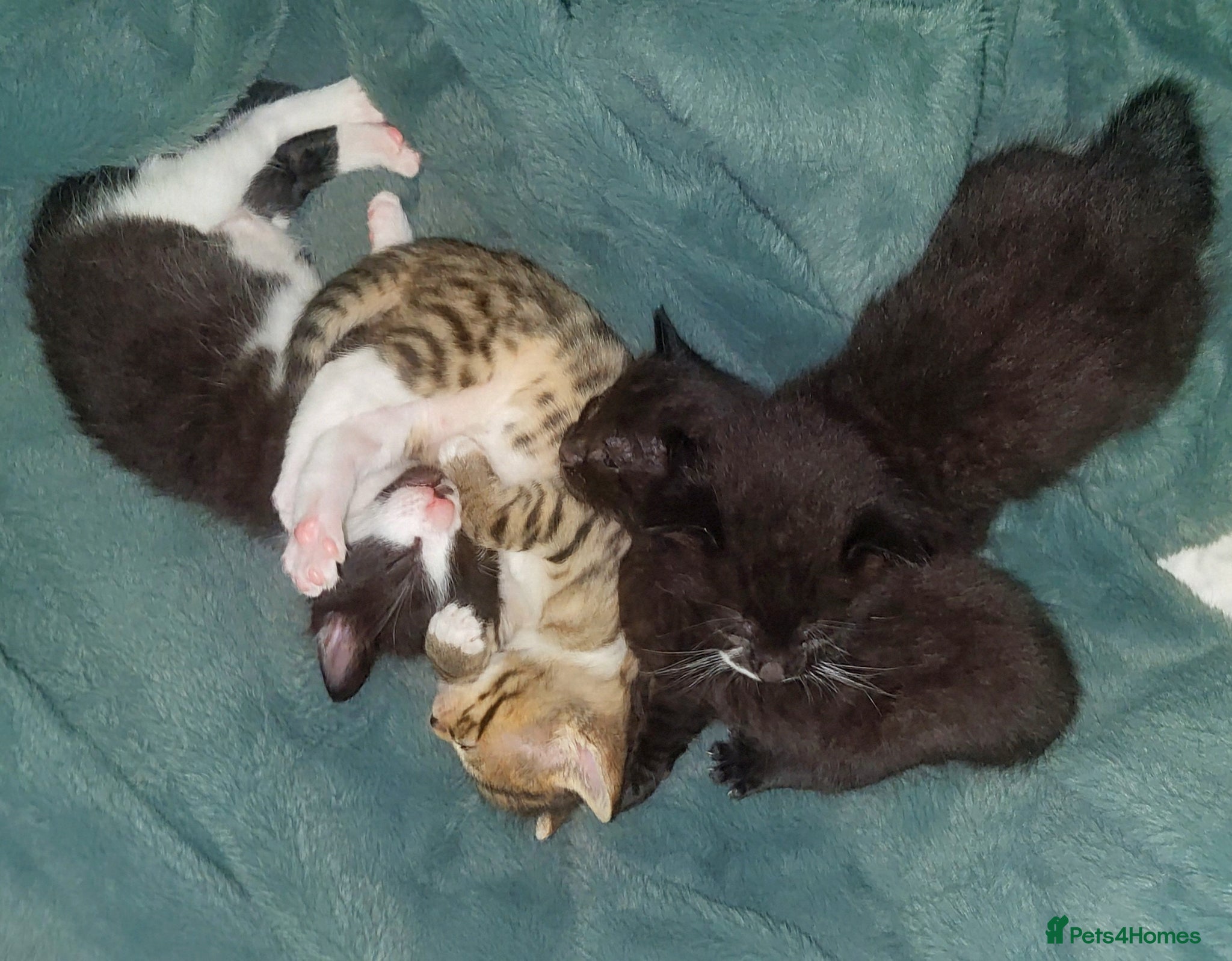 Mixed Breed cats Beautiful friendly kittens for sale SW18 - Advert 2