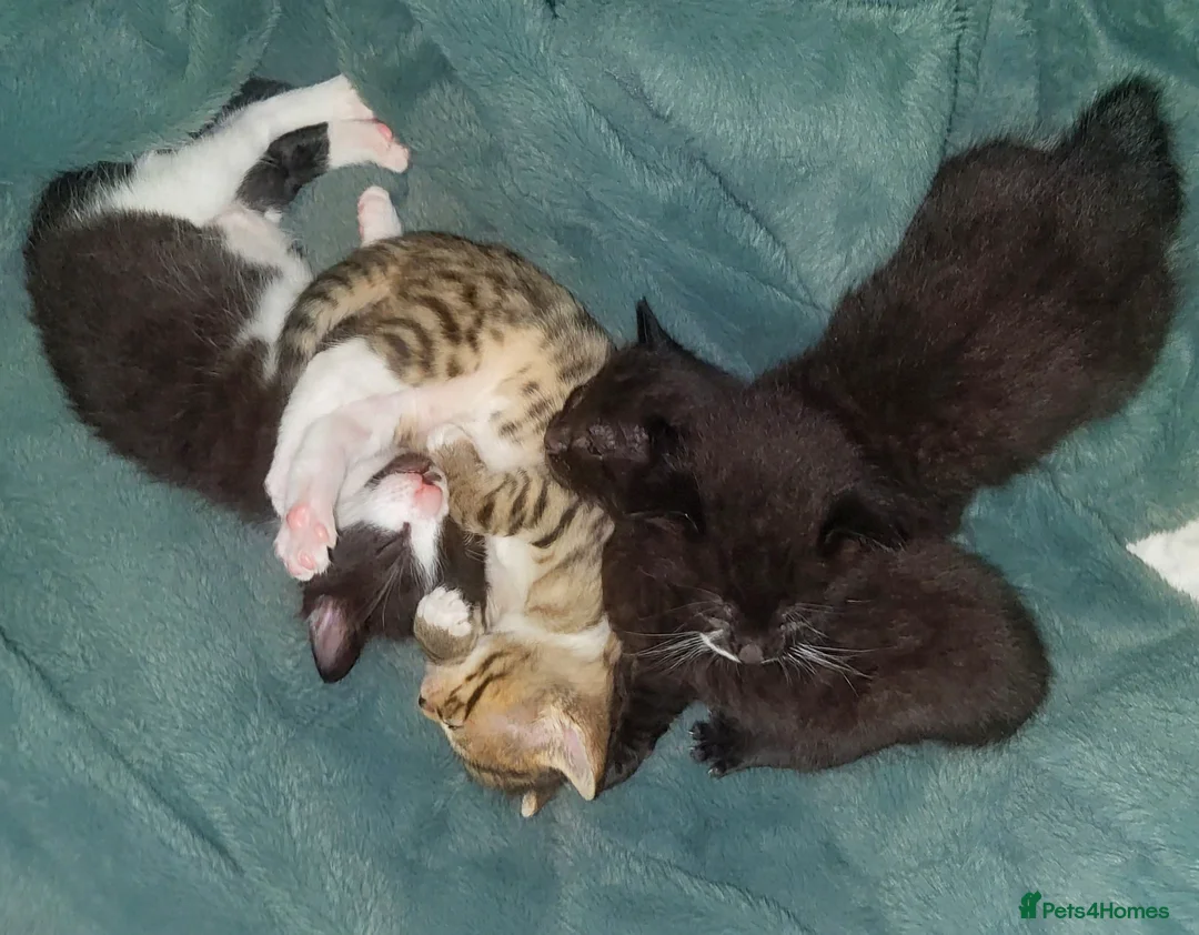 Mixed Breed cats for sale: Beautiful friendly kittens for sale SW18 in London - Advert 1