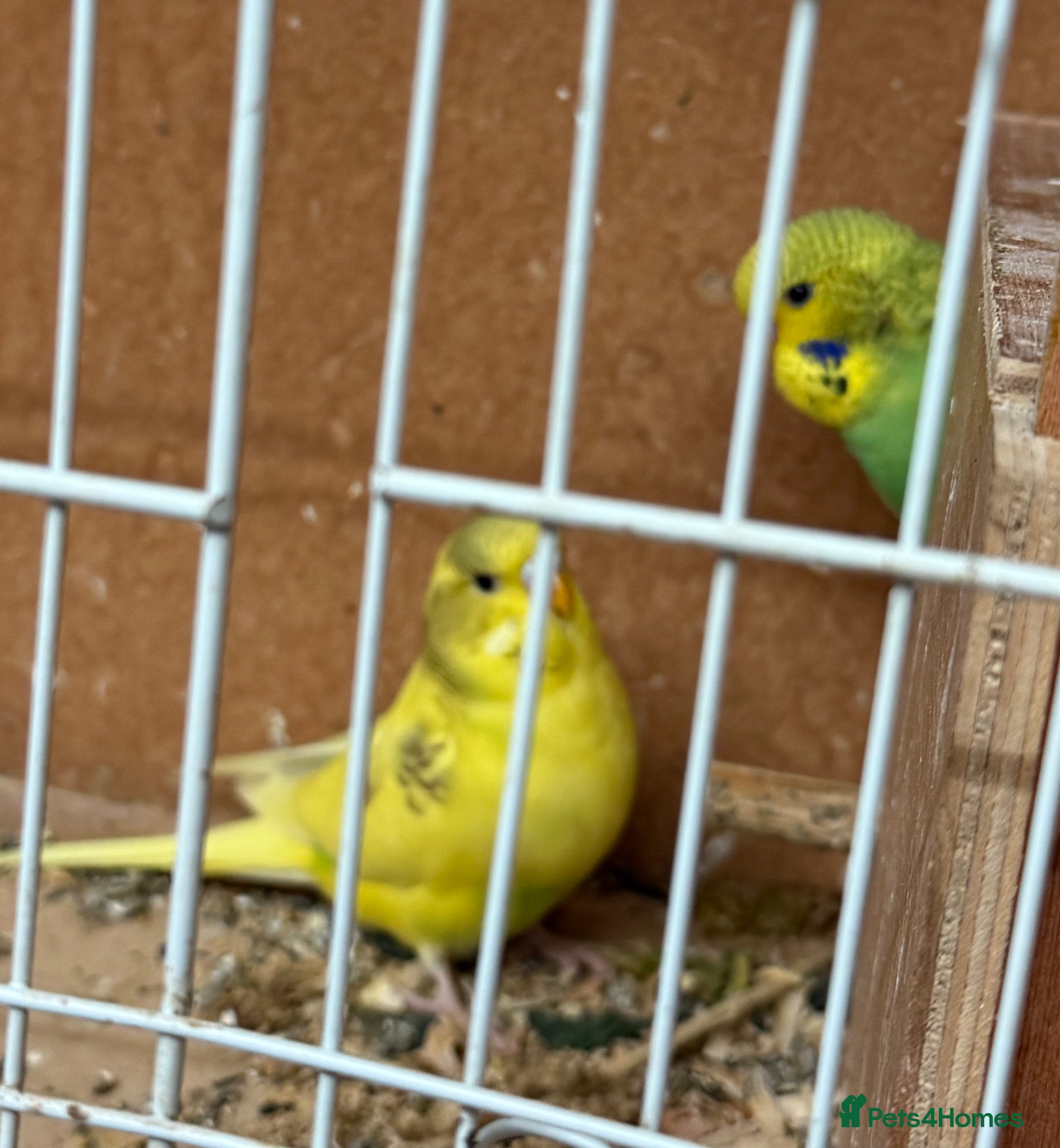 Budgerigars birds Young budgies for sale  - Advert 2