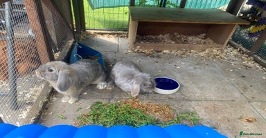 Mini Lop rabbits - Advert 2