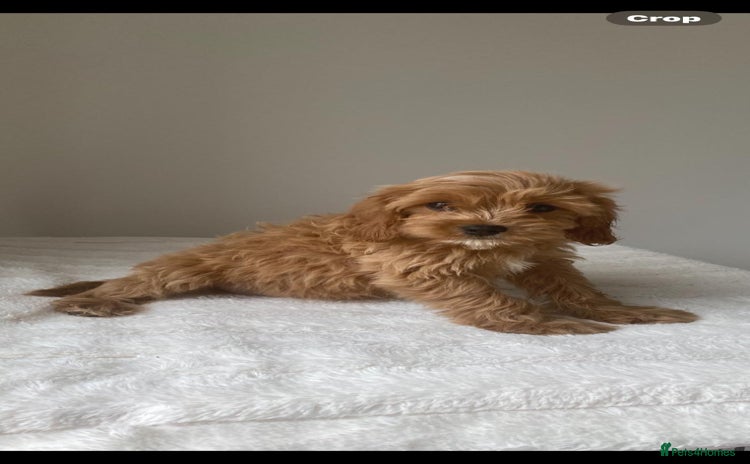 Cavapoo dogs - Advert 4