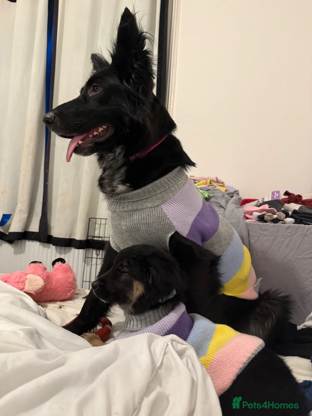 Mixed Breed dogs for sale: Storm - 4 month old GSD x collie girl  - Advert 2