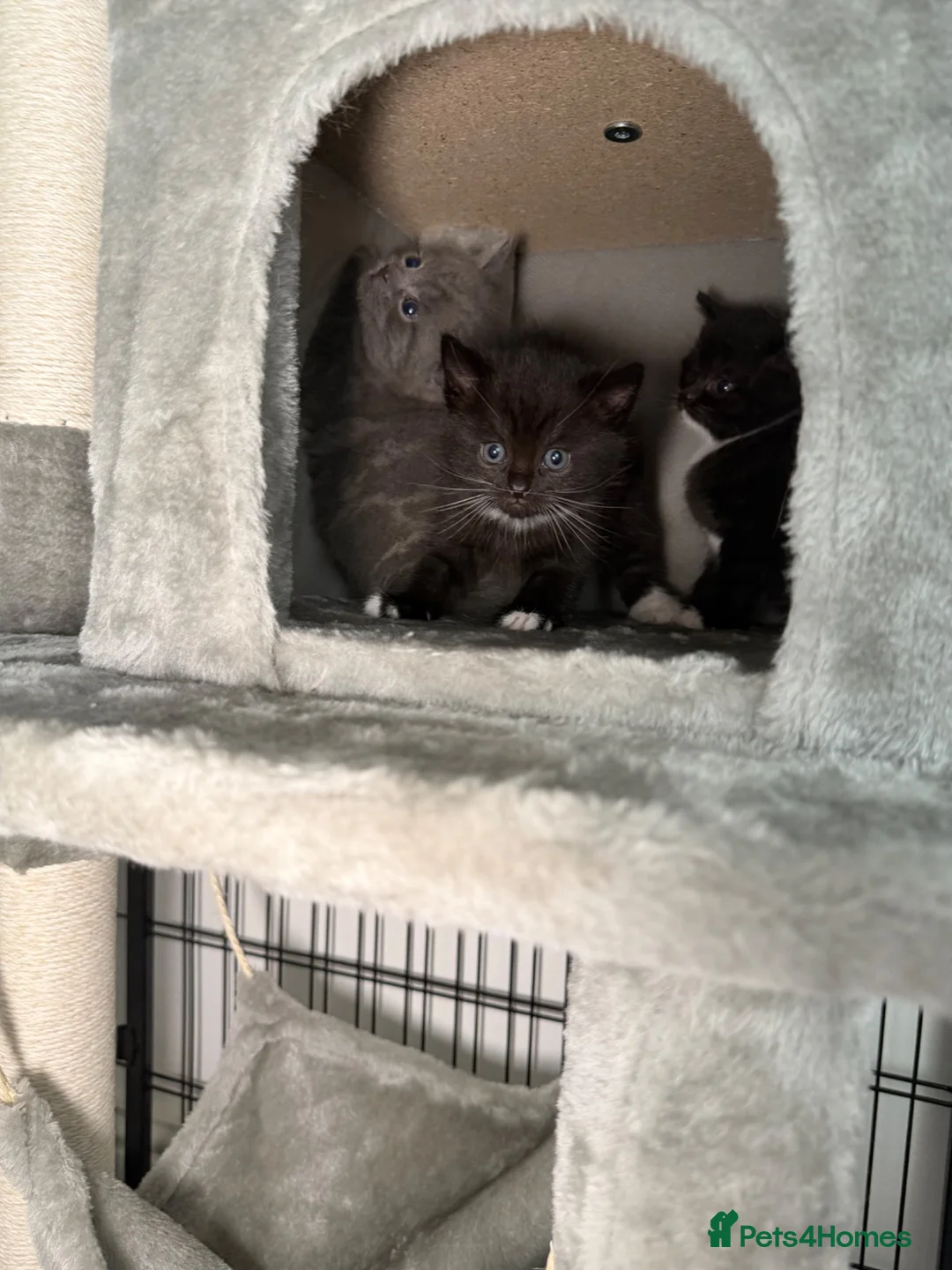 Mixed Breed cats for sale: Adorable Kittens Ready from 1st August - Advert 2
