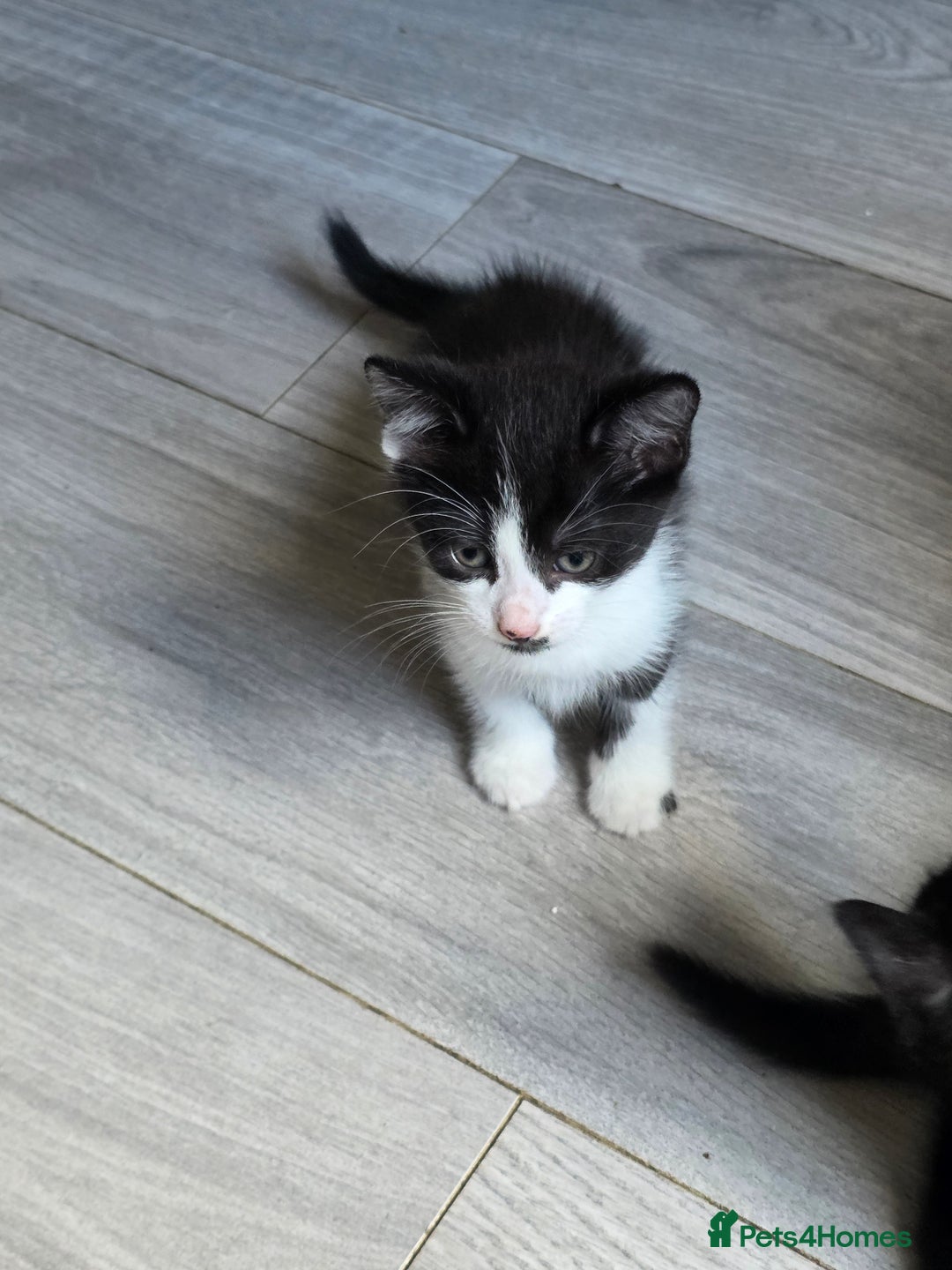 Mixed Breed cats for sale: Part Bengal boys looking for forever homes to love - Image 3