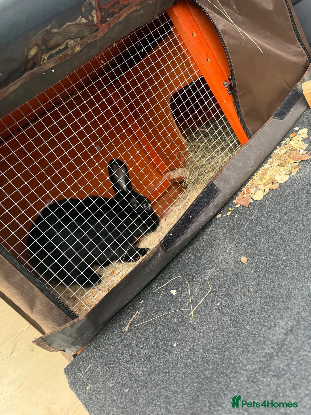 Mixed Breed rabbits for sale: Male rabbit looking for a forever home - Advert 3