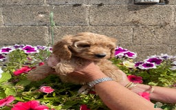 Cockapoo dogs for sale: QUALITY SMALL COCKERPOOS. - Image 11