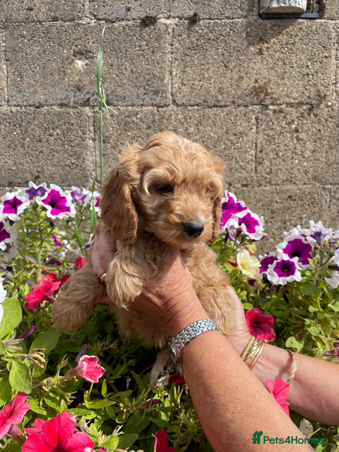 Cockapoo dogs for sale: QUALITY SMALL COCKERPOOS. - Image 11