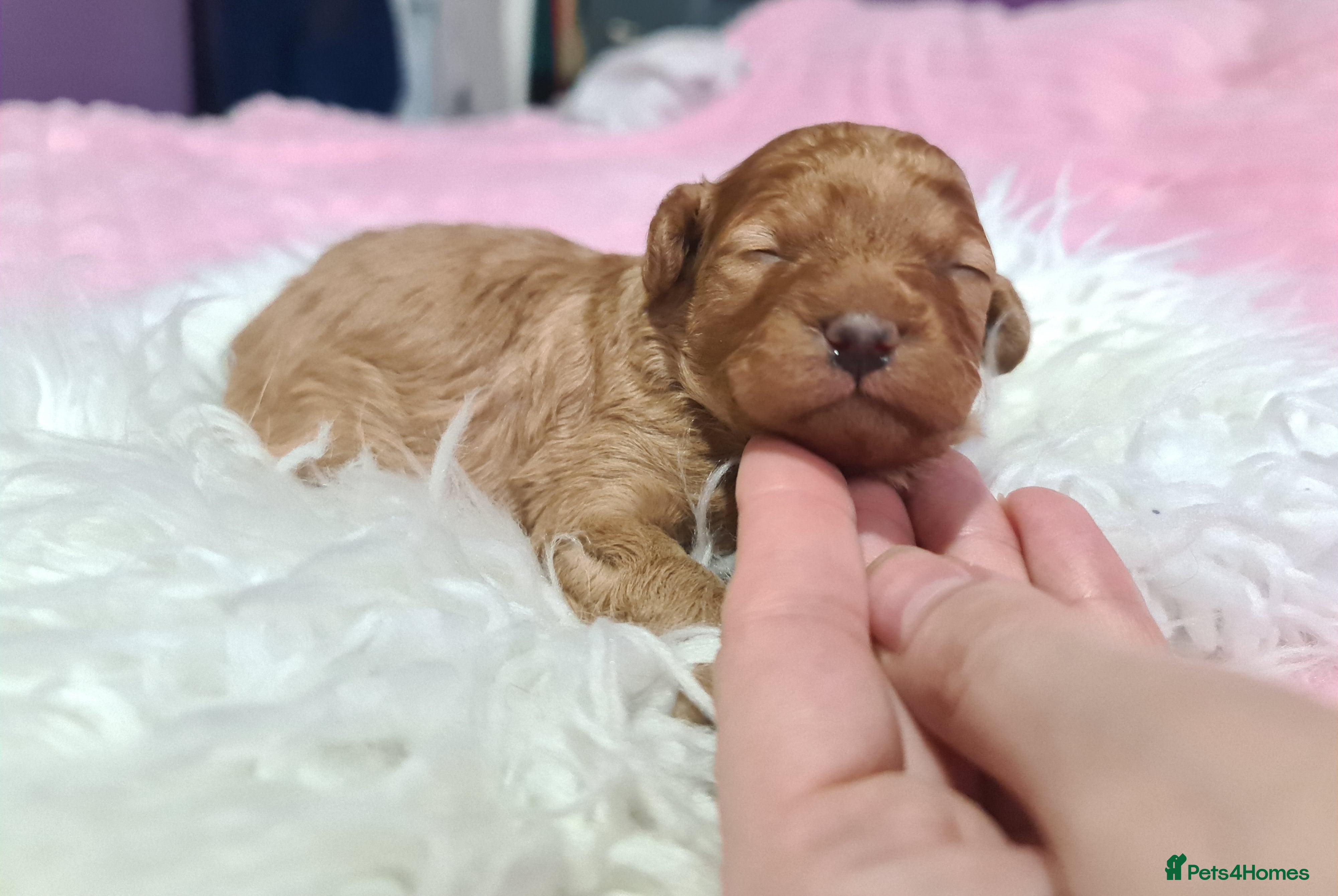 Toy Poodle dogs Last one beautiful toy poodle  - Advert 8