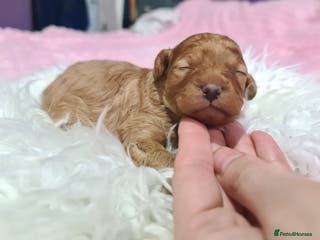 Toy Poodle dogs Last one beautiful toy poodle - Advert 8