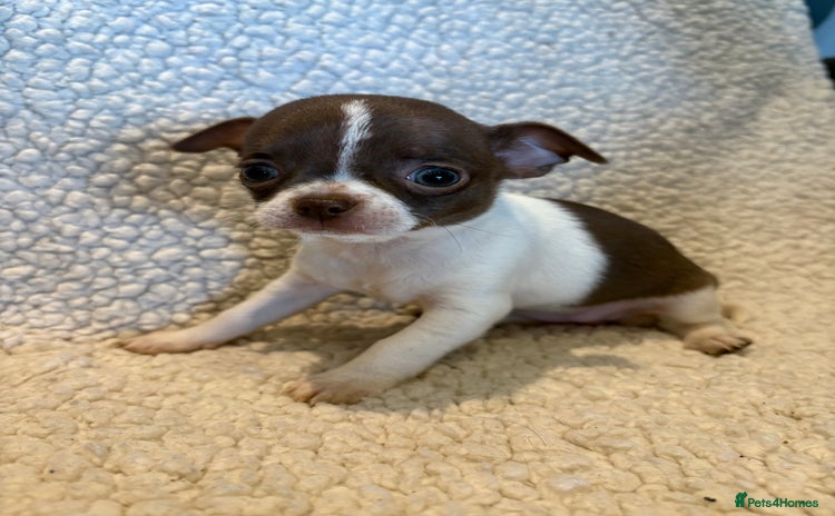 Chihuahua dogs - Advert 2