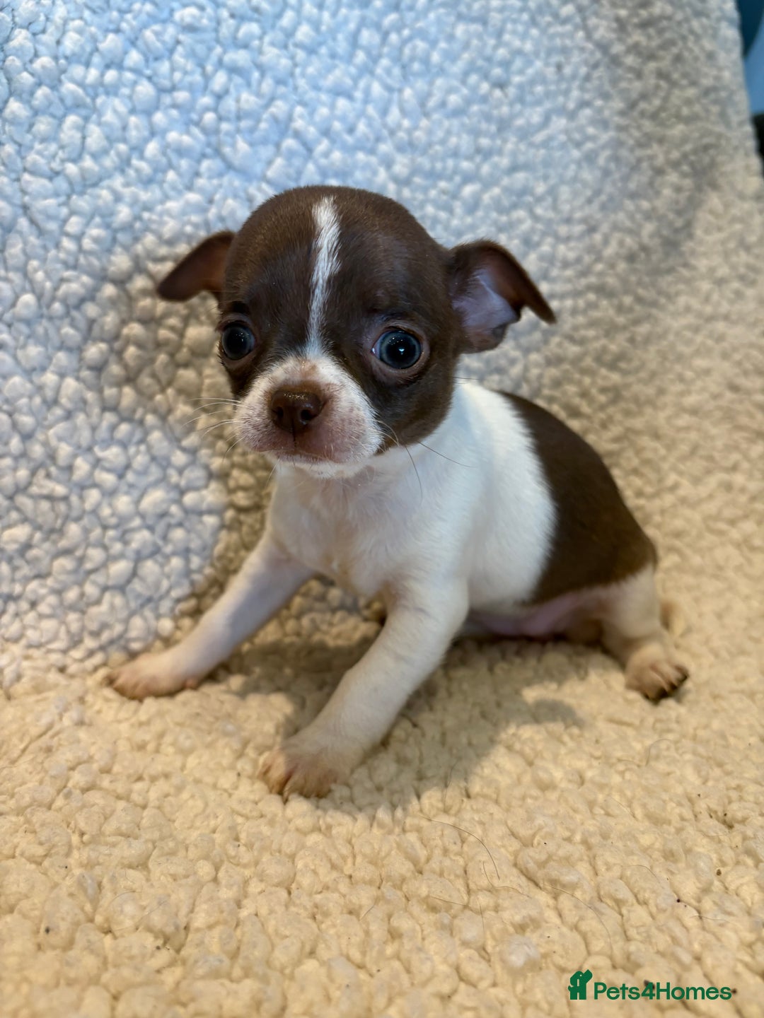 Chihuahua dogs for sale: CHIHUWAHUA PUPPIES. SMOOTH COAT. KC REG. - Image 1