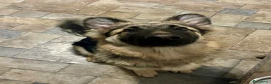German Shepherd Puppy 2