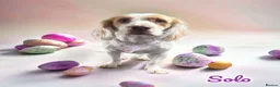Cocker Spaniel dogs for stud: For stud  in Peterlee - Advert 6