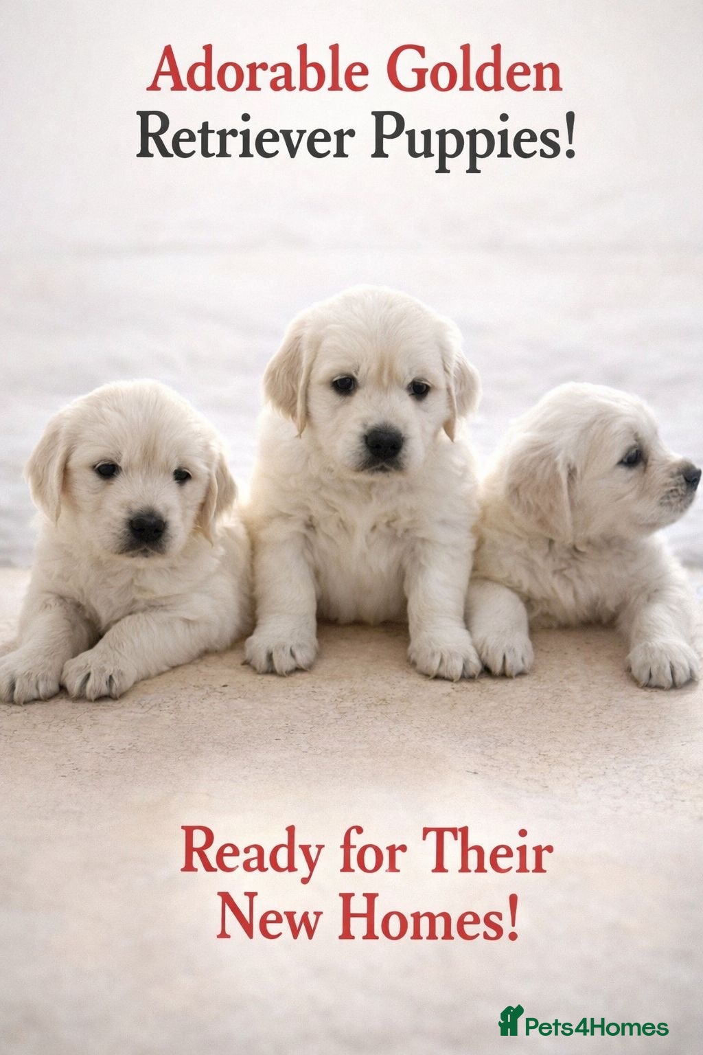 Golden Retriever dogs Goldern Retrevier Puppy’s  in Rotherham - Advert 12