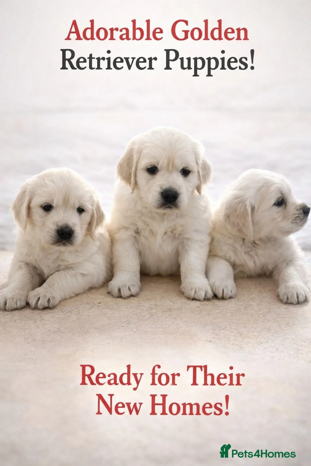 Golden Retriever dogs for sale: Goldern Retrevier Puppy’s  in Rotherham - Advert 1