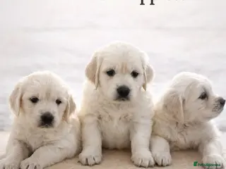 Golden Retriever dogs Goldern Retrevier Puppy’s in Rotherham - Advert 12