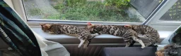 Bengal cats for sale: Stunning Bengal kittens for sale in Rugby - Advert 22