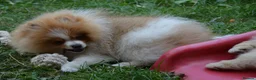 Pomeranian dogs for sale: PACO - Beautiful Pomeranian Boy - Advert 39