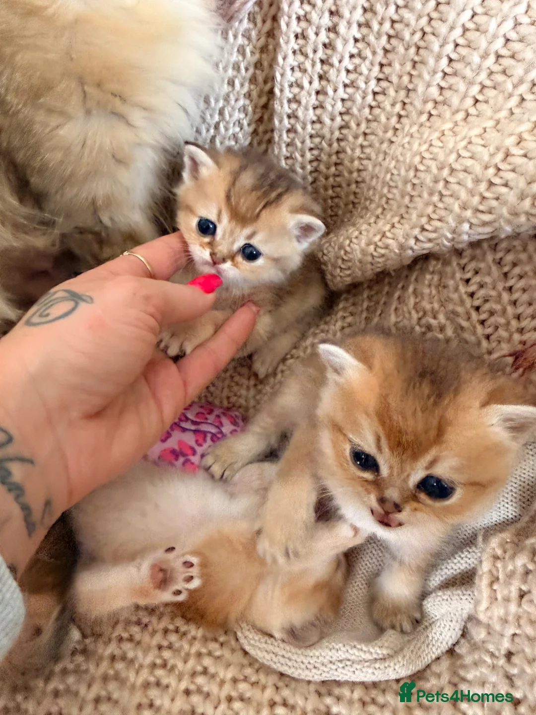 British Shorthair cats for sale: Golden Chinchilla kittens ready to reserve  - Advert 2