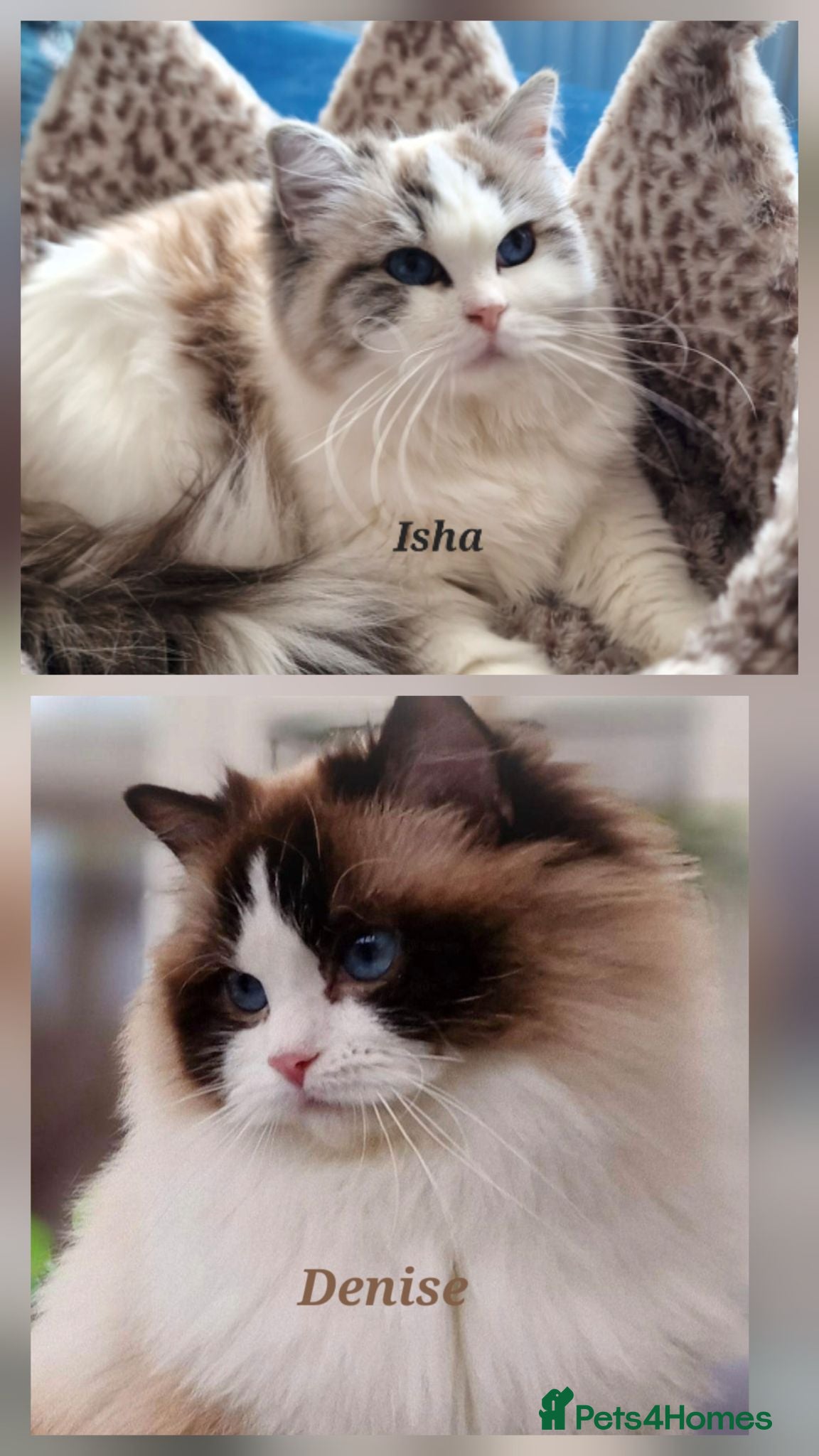 Ragdoll cats 🥰🎀 2 Stunning retired Queens top European lines - Advert 2