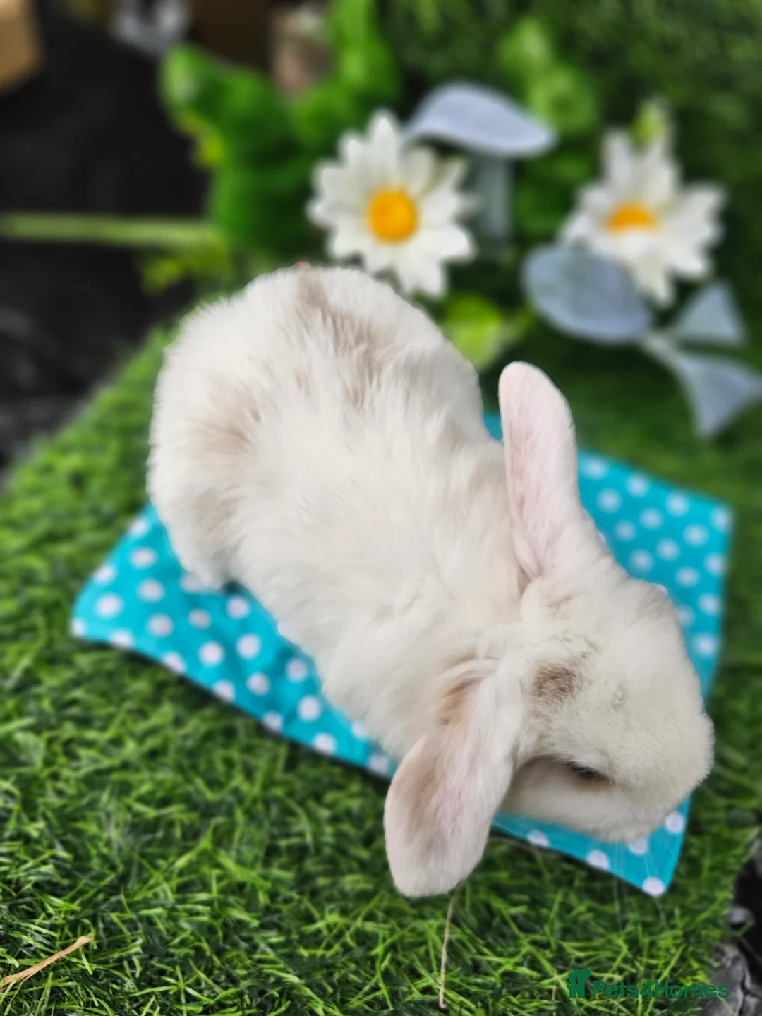 Mini Lop rabbits for sale: Beautiful Purbreed Mini Lops - Advert 2