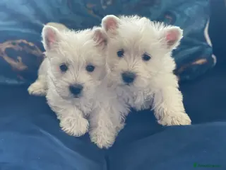 West Highland Terrier dogs Royal kennel club registered west highland white - Advert 1