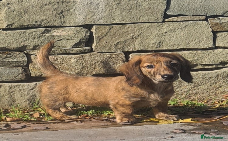 Miniature Dachshund dogs - Advert 1