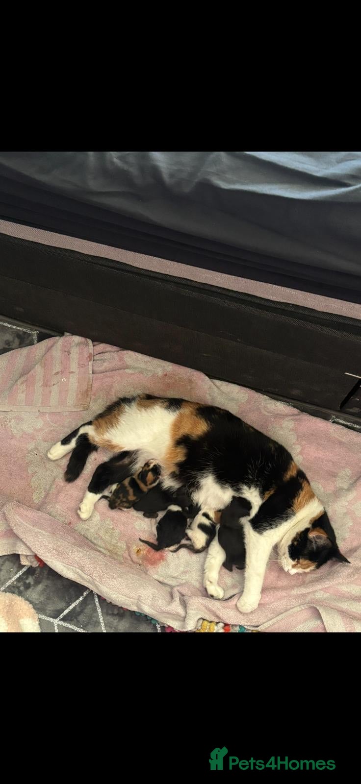 British Shorthair cats Sweet playful and friendly kittens - Advert 4