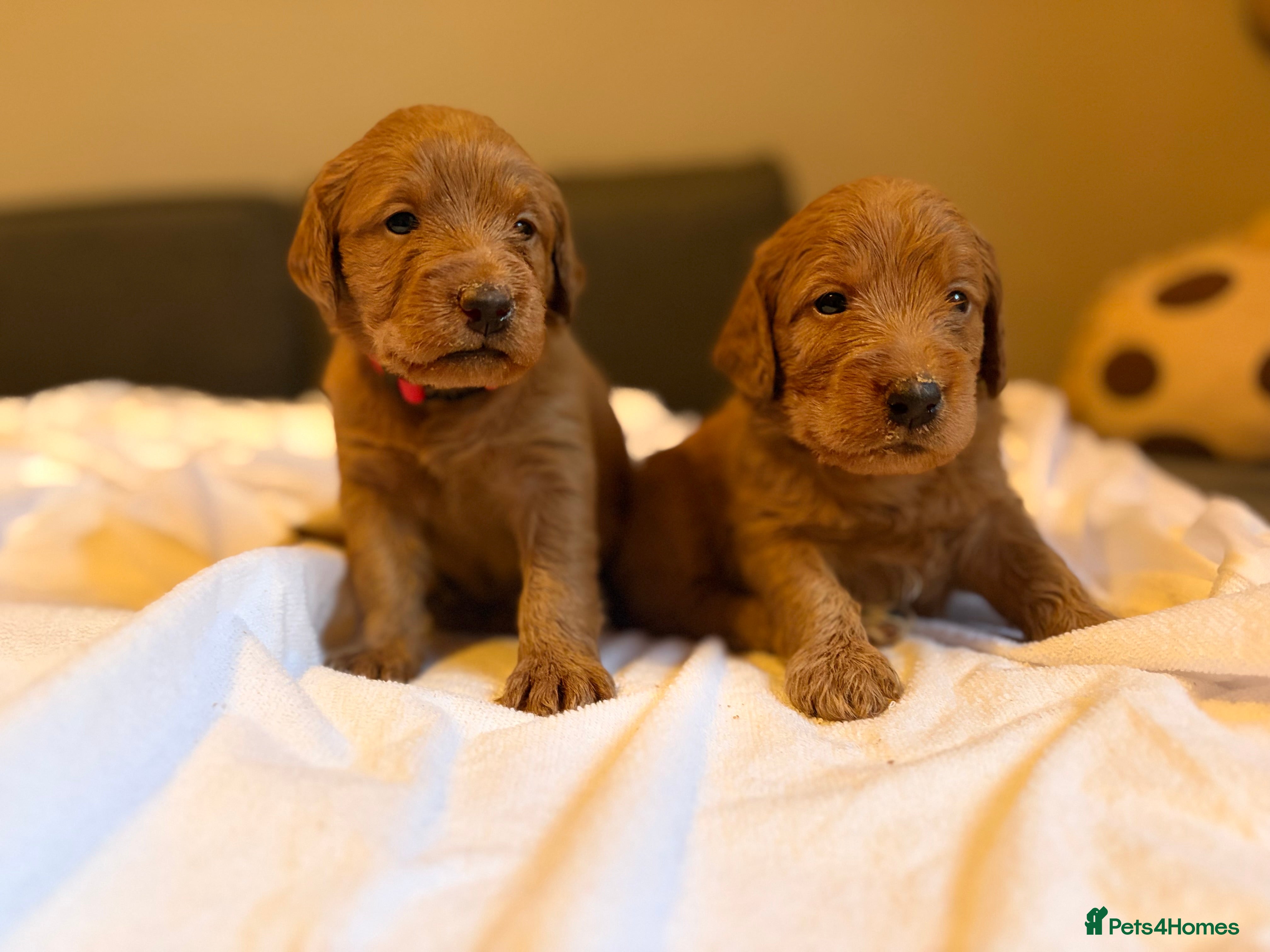 Labradoodle dogs Fox Red F1 Miniature Labradoodles  - Advert 4