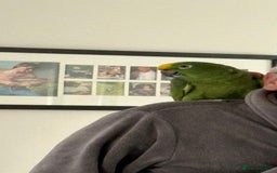 Parrots birds for sale: Yellow crown Amazon Alfie  - Advert 4