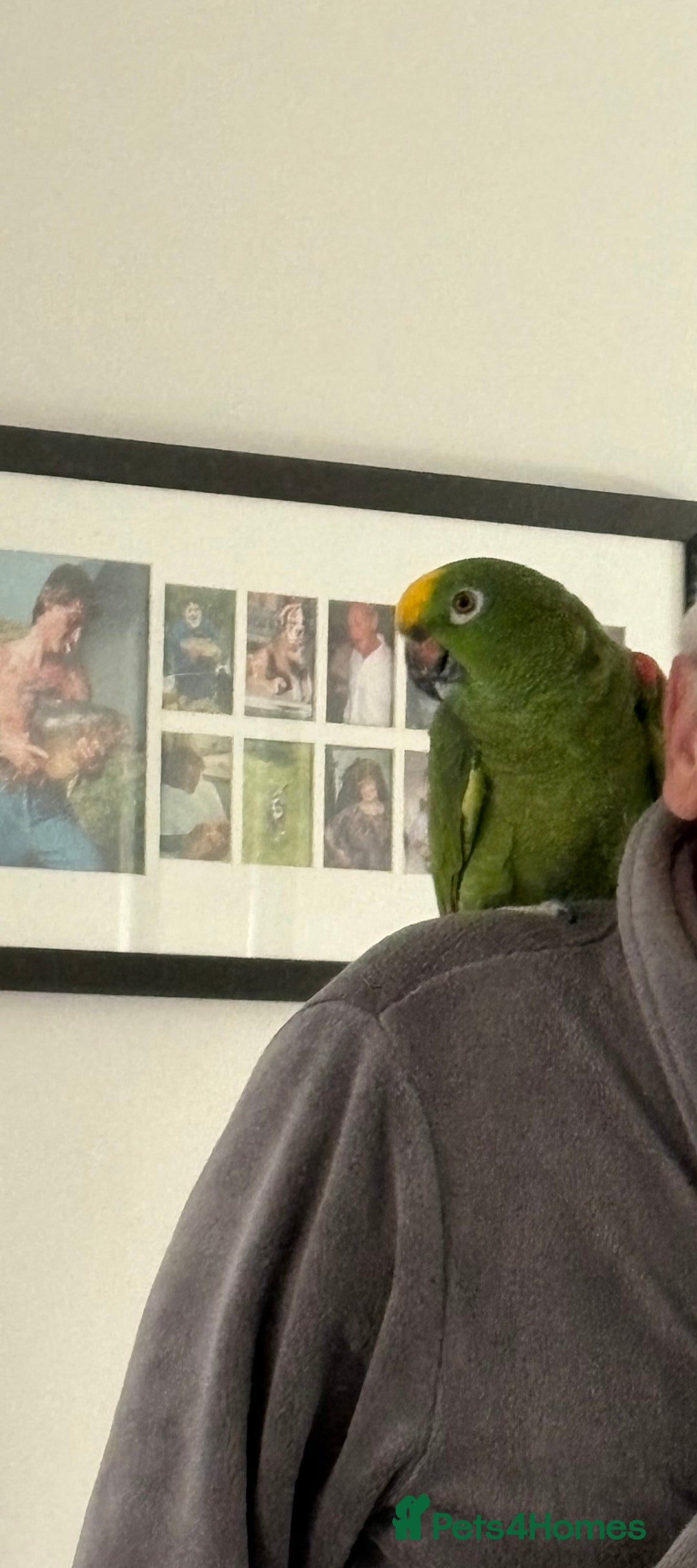 Parrots birds for sale: Yellow crown Amazon Alfie  - Advert 4