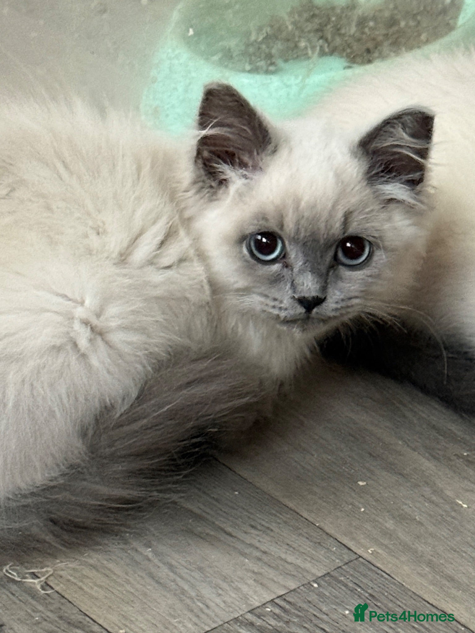 British Shorthair cats British shorthair x - Advert 2