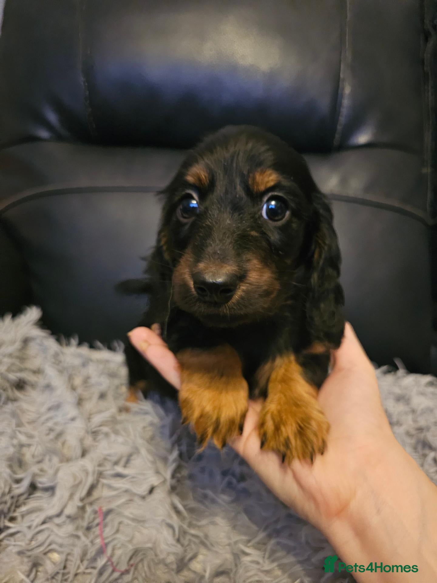 Miniature Dachshund dogs Last beautiful black and tan girl  - Advert 14