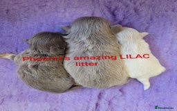 Shih Tzu dogs for stud: Handsome 2.2kgs boy Proven STUD Imperial ShihTzu - Advert 4