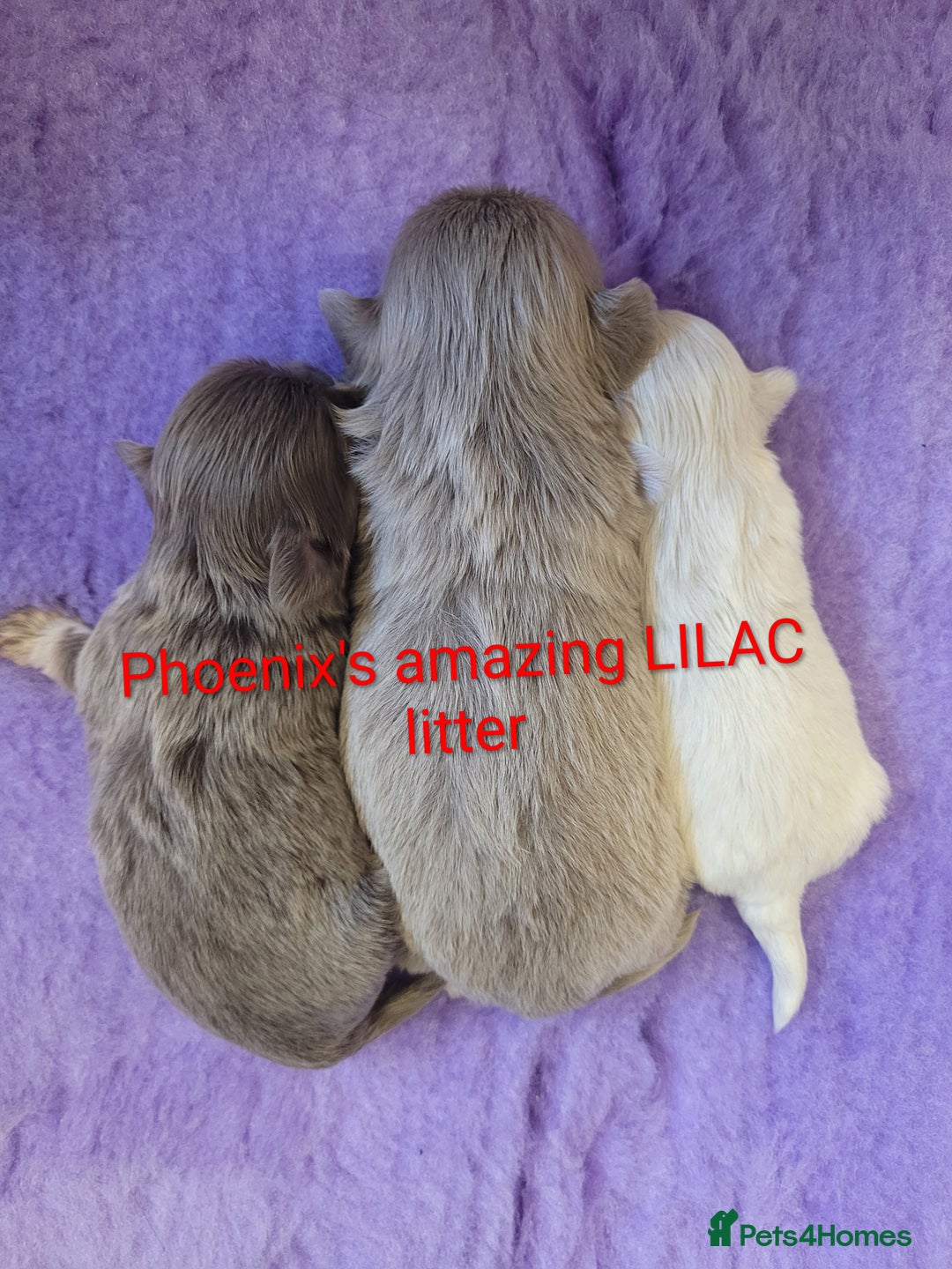 Shih Tzu dogs for stud: Handsome 2.2kgs boy Proven STUD Imperial ShihTzu - Advert 4