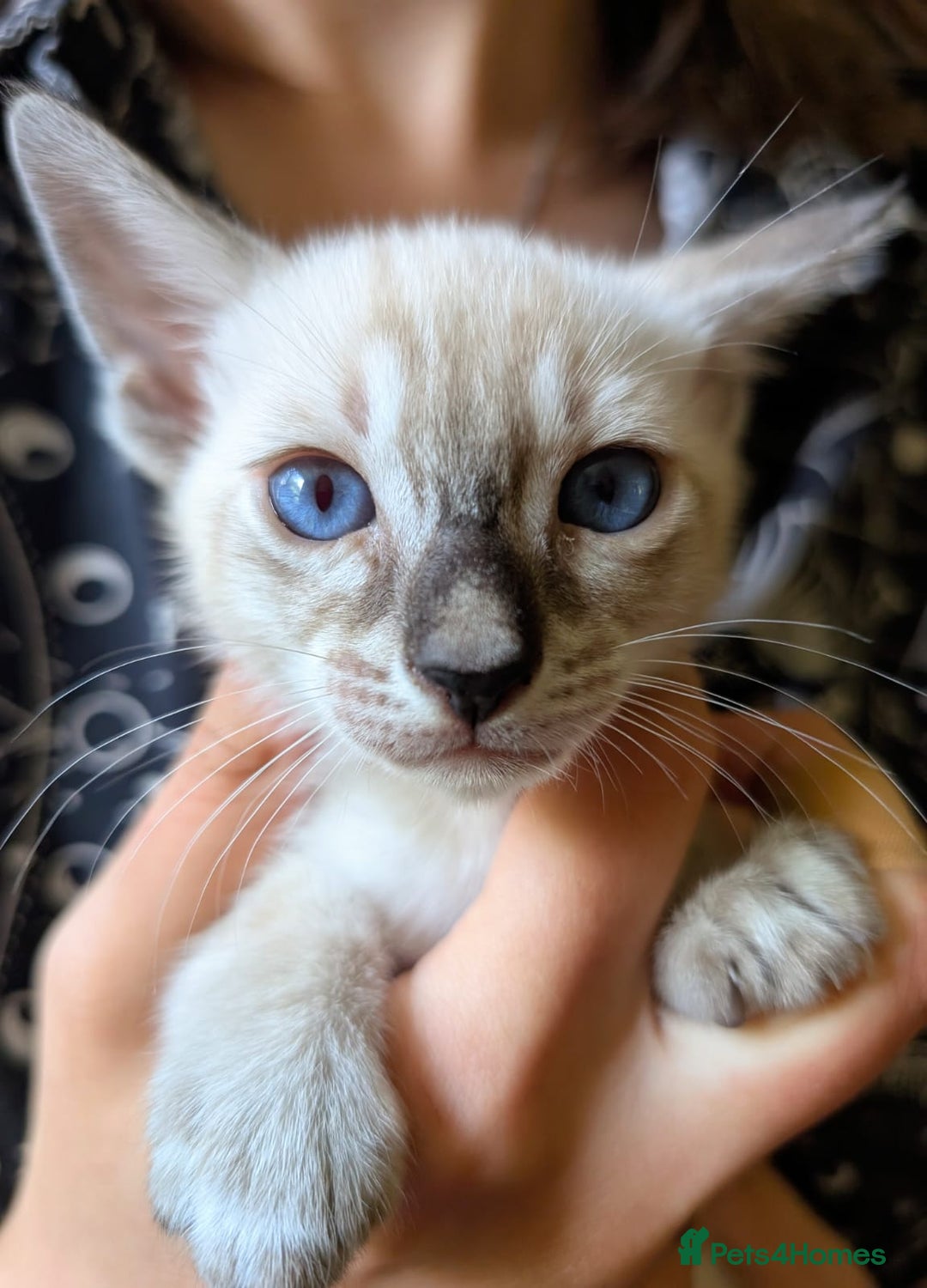 Oriental cats for sale: Havana Brown and Snow Lynx Bengal Cross kittens - Image 5